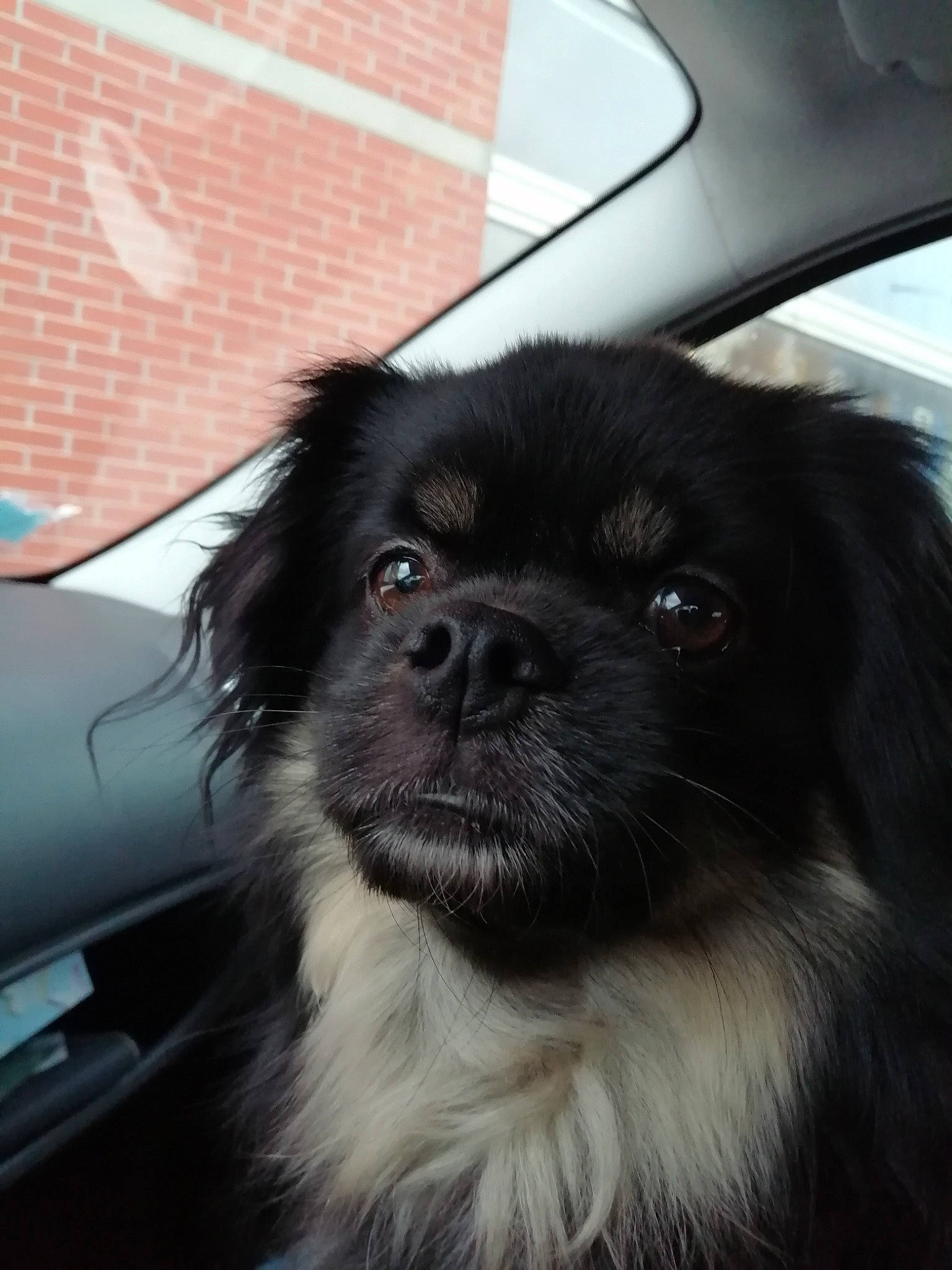 Liroy participe au concours pour gagner de l'argent avec cette photo : automotive_mirror, automotive_tire, canidae, carnivore, companion_dog, dog, dog_breed, fur, liver, motor_vehicle, non_sporting_group, puppy, rim, snout, sporting_group, tibetan_spaniel, toy_dog, whiskers, windshield, working_animal