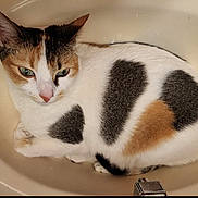 Caliqow joined the competition — help win amazing prizes! cat, calico_cat, sink, bathroom, pet, animal, fur, whiskers, ears, eyes, nose, indoor, relaxing, curled_up, cute, domestic_cat, feline, close_up, resting, calm