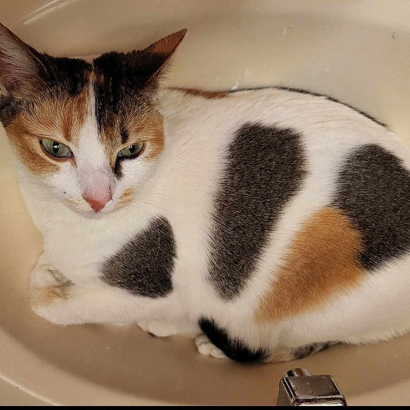 Caliqow joined the competition — help win amazing prizes! animal, bathroom, calico_cat, calm, cat, close_up, curled_up, cute, domestic_cat, ears, eyes, feline, fur, indoor, nose, pet, relaxing, resting, sink, whiskers