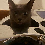 Anakin joined the competition — help win amazing prizes! animal, background_wall, cat, closeup, curious, cute, ears, face, feline, gray_cat, indoor, looking, metallic_object, mystery, paw_shape, pet, reflection, shadow, whiskers, wide_eyes