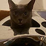animal, background_wall, cat, closeup, curious, cute, ears, face, feline, gray_cat, indoor, looking, metallic_object, mystery, paw_shape, pet, reflection, shadow, whiskers, wide_eyes