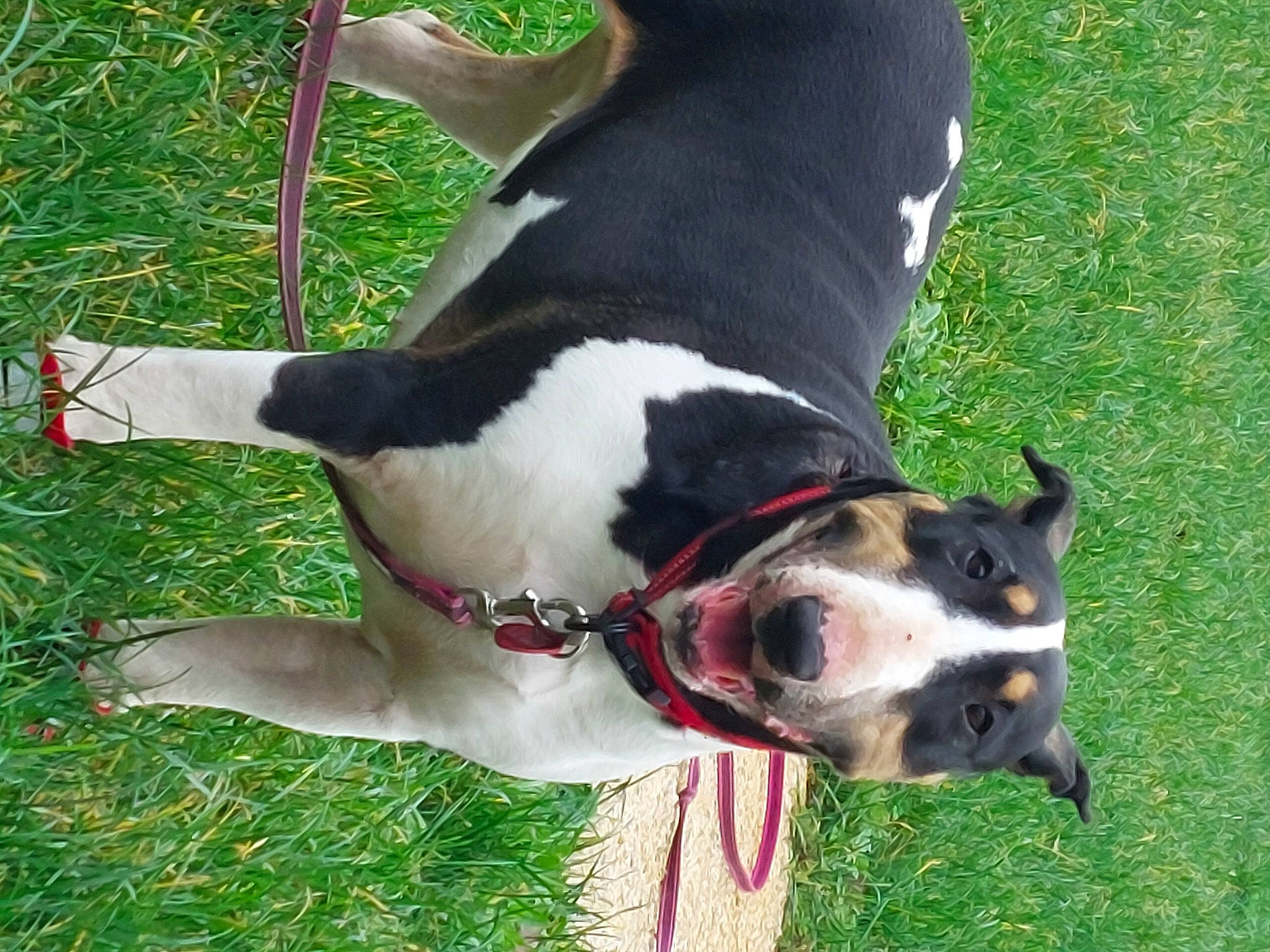 Naika a rejoint le concours — aidez-le/la à gagner de superbes lots ! canidae, carnivore, collar, companion_dog, dog, dog_breed, dog_collar, dog_supply, fashion_accessory, fawn, grass, leash, pet_supply, plant, snout, sporting_group, tail, whiskers, working_animal, working_dog