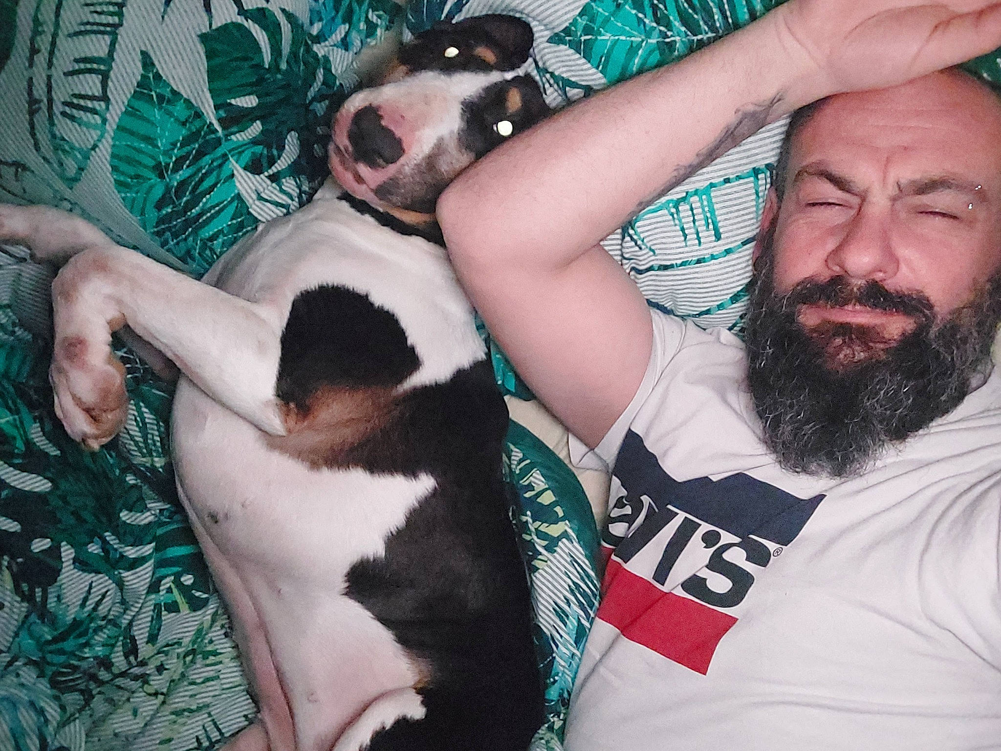 Naika a rejoint le concours — aidez-le/la à gagner de superbes lots ! beard, carnivore, chest, comfort, companion_dog, dog, dog_breed, ear, elbow, event, eyewear, facial_hair, fawn, fun, fur, gesture, happy, moustache, vertebrate, wrist