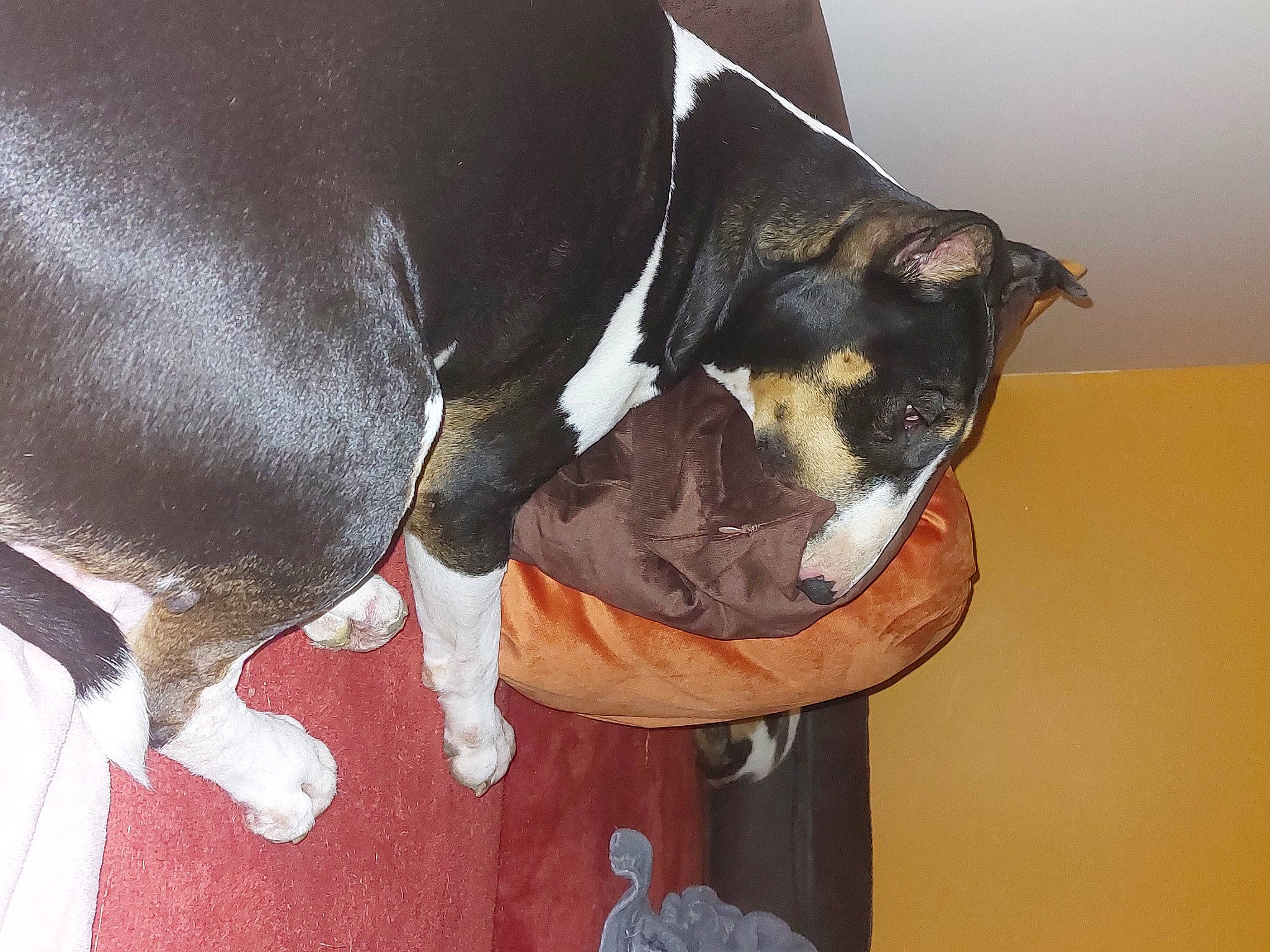 Naika a rejoint le concours — aidez-le/la à gagner de superbes lots ! canidae, carnivore, collar, comfort, companion_dog, dog, dog_breed, ear, elbow, fawn, fur, guard_dog, non_sporting_group, pet_supply, snout, sporting_group, tail, whiskers, working_animal, working_dog