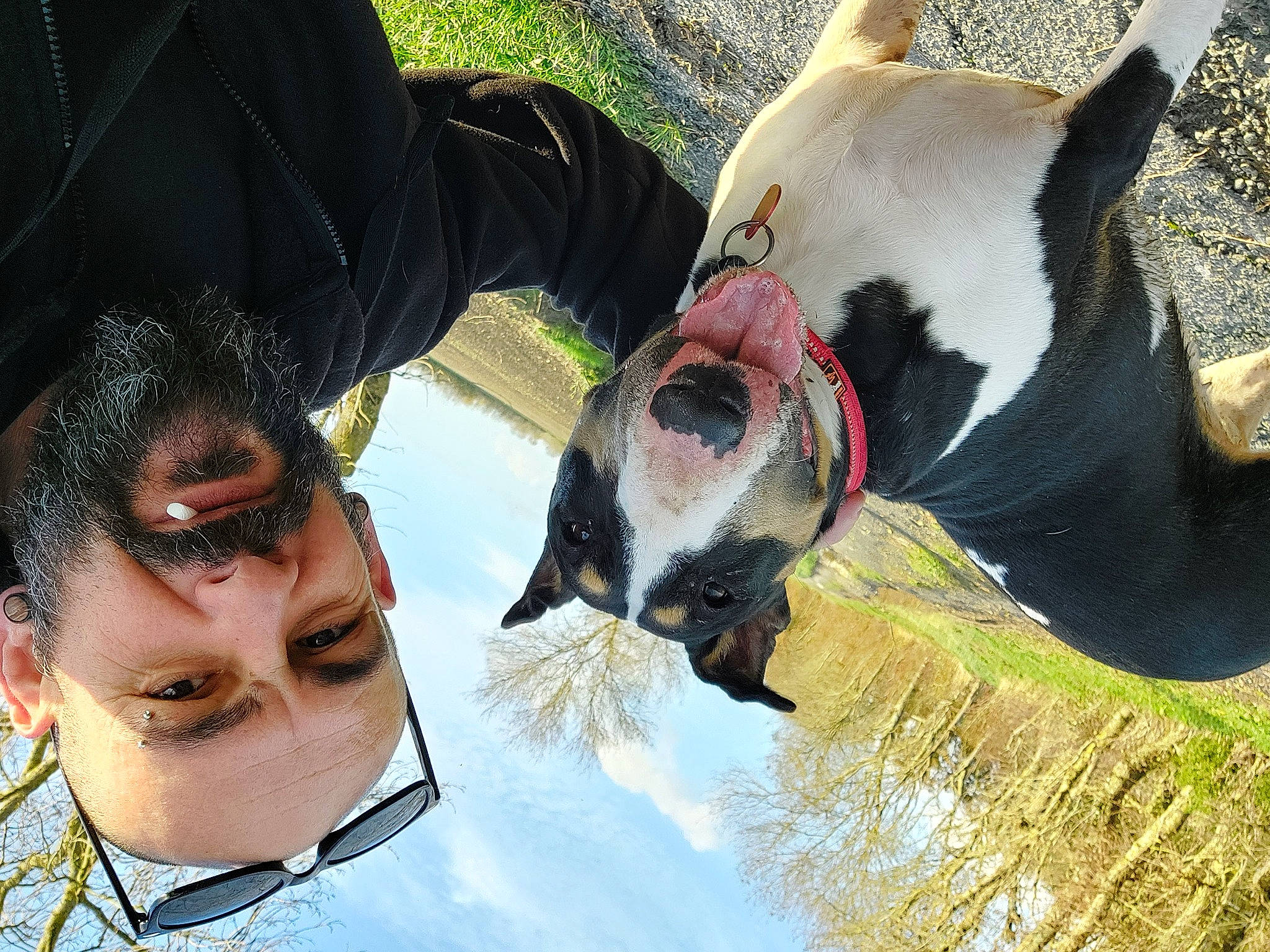 Naika participe au concours pour gagner de l&#x27;argent avec cette photo : carnivore, companion_dog, dog, dog_breed, eye, eyewear, fawn, fur, grass, happy, head, leisure, organism, plant, recreation, snout, sunglasses, water, whiskers, working_animal