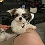 Chloe is registered to the contest to win money with this photo: puppy, dog, pet, indoor, living_room, couch, person, knee, cute, fluffy, collar, bell, relaxing, brown_and_white, fur, hand, carpet, furniture, home, cozy