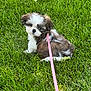Chloe is registered to the contest to win money with this photo: puppy, dog, grass, outdoor, leash, pet, animal, cute, small, fur, nature, green, playful, young, canine, summer, sitting, collar, adorable, walking