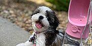 Chloe joined the competition — help win amazing prizes! puppy, dog, pet, outdoor, concrete, water_bottle, pink_leash, happy, tongue_out, collar, rocks, greenery, sky, blurred_background, cute, small_dog, sitting, daylight, closeup, animal