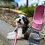puppy, dog, pet, outdoor, concrete, water_bottle, pink_leash, happy, tongue_out, collar, rocks, greenery, sky, blurred_background, cute, small_dog, sitting, daylight, closeup, animal
