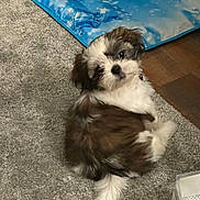 Chloe joined the competition — help win amazing prizes! puppy, dog, brown_and_white, fur, carpet, indoor, pet, small_dog, cute, fluffy, looking_back, floor, cooling_mat, household, domestic, animal, young_dog, companion, relaxed, curious
