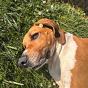 Peela a rejoint le concours — aidez-le/la à gagner de superbes lots ! dog, grass, flower, daisy, outdoor, pet, canine, sunlight, nature, relaxed, brown, white, fur, ear, closeup, laying, spring, garden, animal, peaceful