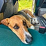 dog, resting, vehicle, green_seat, brown_fur, white_paws, open_door, outdoor, natural_light, closeup, animal, pet, car_interior, relaxed, canine, floor_mat, seatbelt, window, calm, portrait