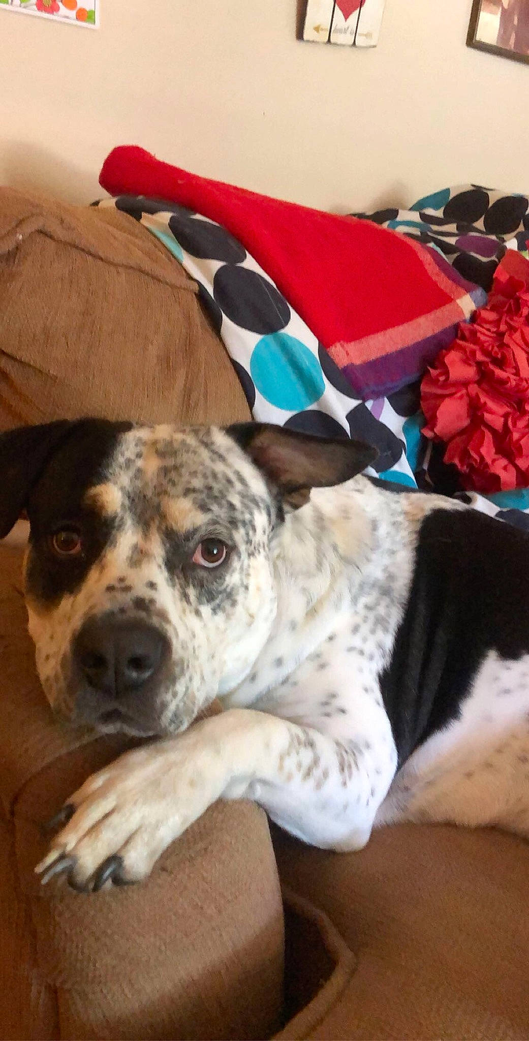 Hawk is registered to the contest to win money with this photo: australian_cattle_dog, canidae, carnivore, catahoula_bulldog, dog, dog_breed, fawn, great_dane, koolie, louisiana_catahoula_leopard_dog, mammal, non_sporting_group, snout, sporting_group, vertebrate