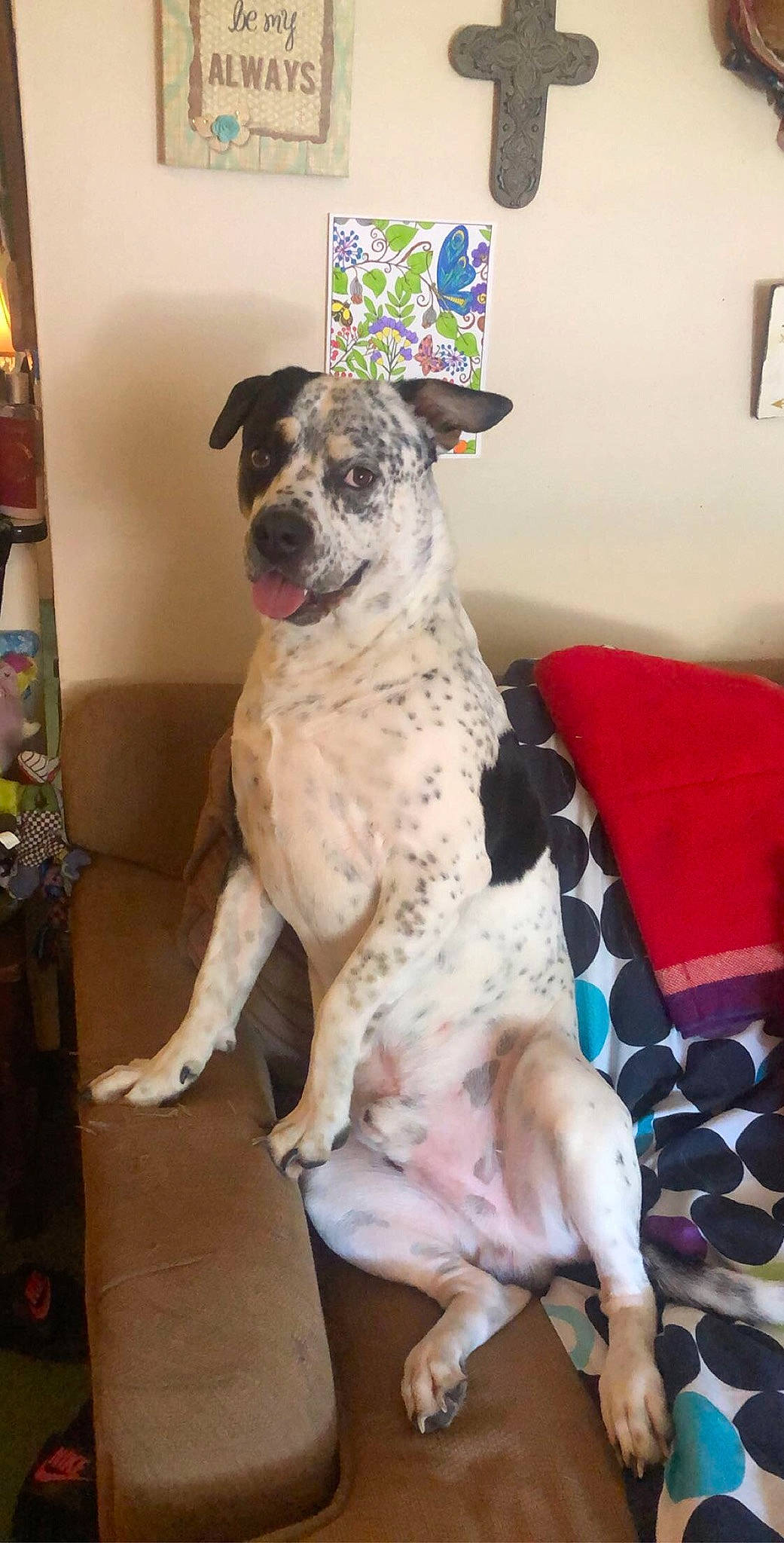 Hawk is registered to the contest to win money with this photo: canidae, carnivore, catahoula_bulldog, dog, dog_breed, fawn, great_dane, koolie, louisiana_catahoula_leopard_dog, mammal, non_sporting_group, snout, sporting_group, vertebrate