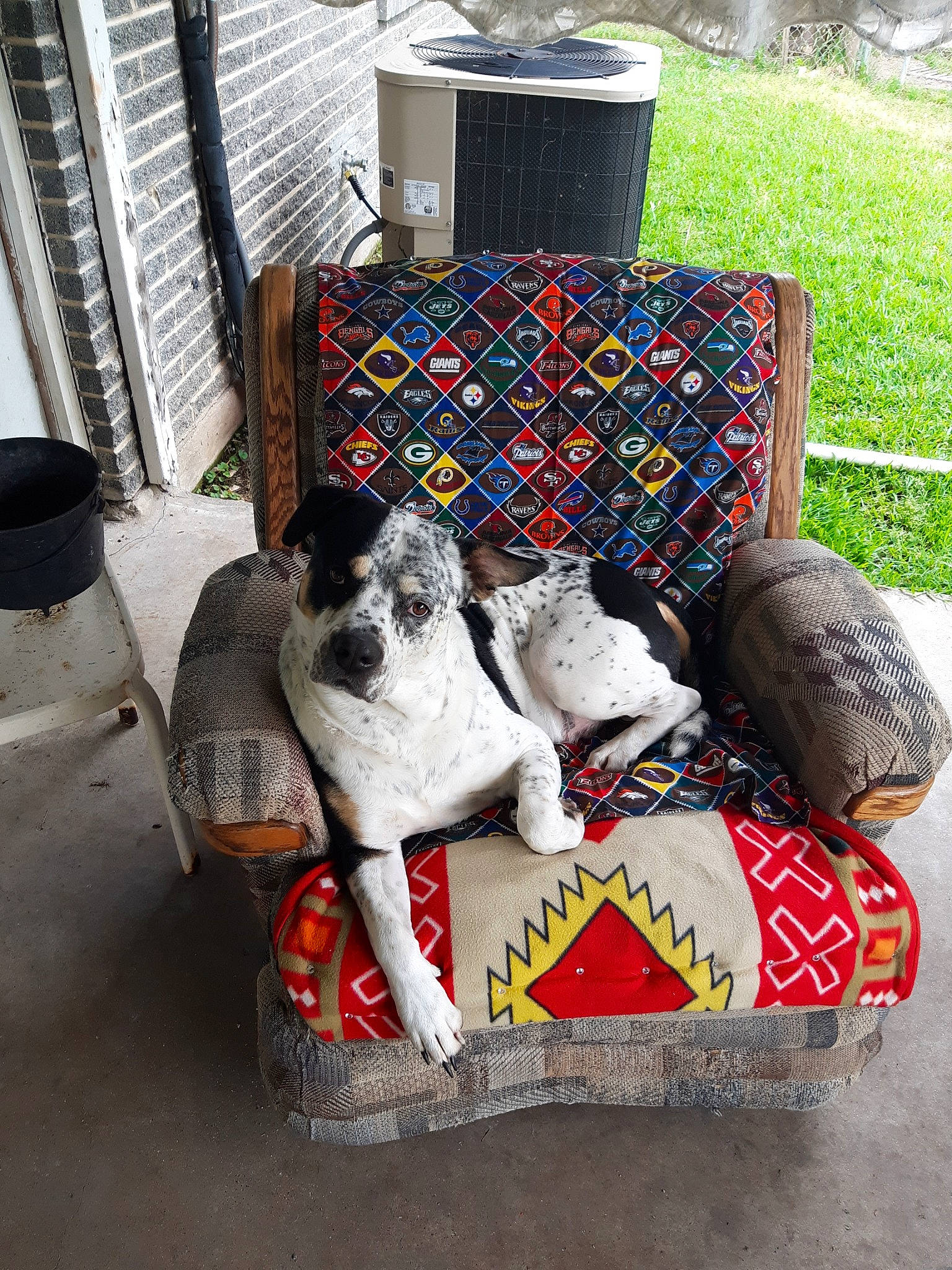 Hawk joined the competition — help win amazing prizes! basket, canidae, carnivore, companion_dog, dog, dog_breed, dog_supply, fox_terrier, pointer, rat_terrier, sporting_group, terrier