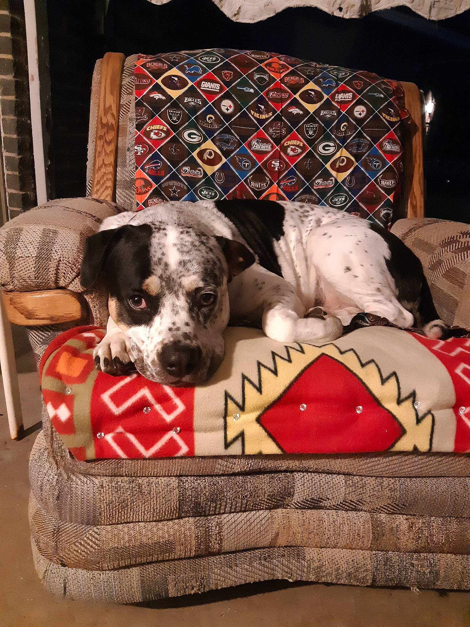 Hawk joined the competition — help win amazing prizes! canidae, carnivore, couch, cushion, dog, dog_bed, dog_breed, furniture, great_dane, linens, mammal, non_sporting_group, pillow, pit_bull, pointer, puppy, sporting_group