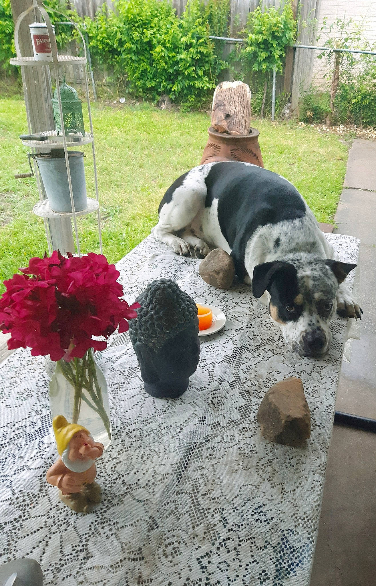 Hawk is registered to the contest to win money with this photo: canidae, carnivore, dog, dog_breed, flower, plant, puppy, sporting_group