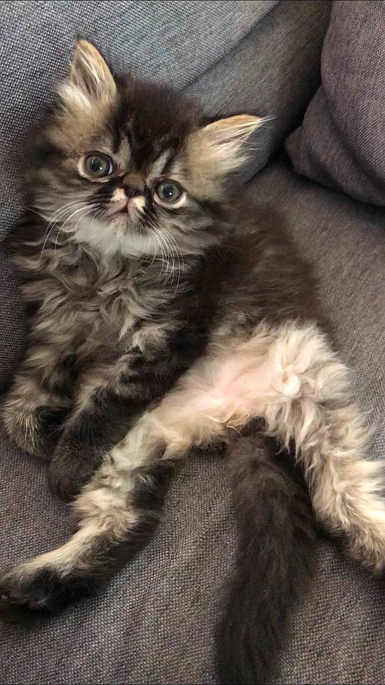 Dwight is registered to the contest to win money with this photo: asian, asian_semi_longhair, british_longhair, british_semi_longhair, carnivore, cat, domestic_long_haired_cat, felidae, fur, kitten, maine_coon, mammal, napoleon_cat, norwegian_forest_cat, persian, pixie_bob, siberian, small_to_medium_sized_cats, vertebrate, whiskers