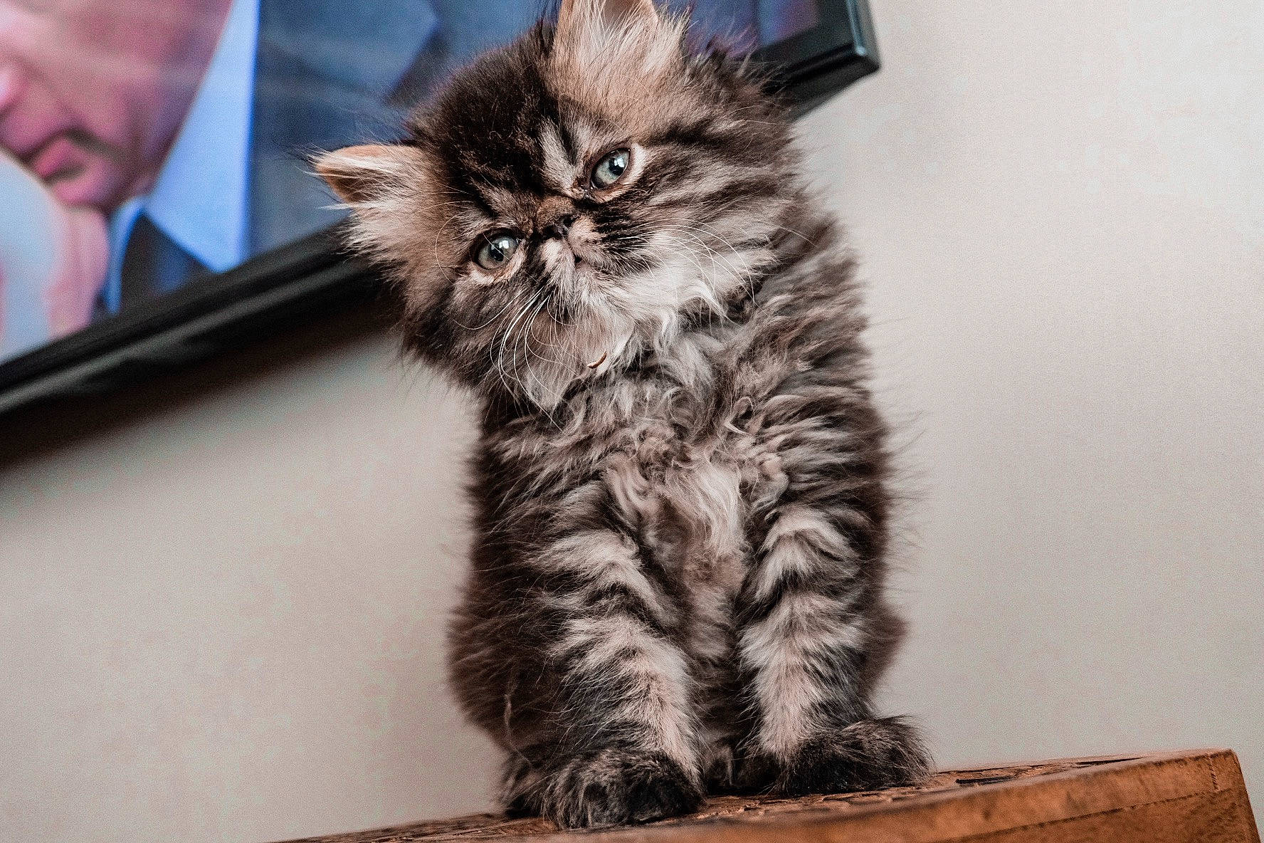 Dwight joined the competition — help win amazing prizes! asian, asian_semi_longhair, british_longhair, british_semi_longhair, carnivore, cat, domestic_long_haired_cat, felidae, fur, kitten, maine_coon, mammal, norwegian_forest_cat, pixie_bob, siberian, small_to_medium_sized_cats, snout, tabby_cat, vertebrate, whiskers