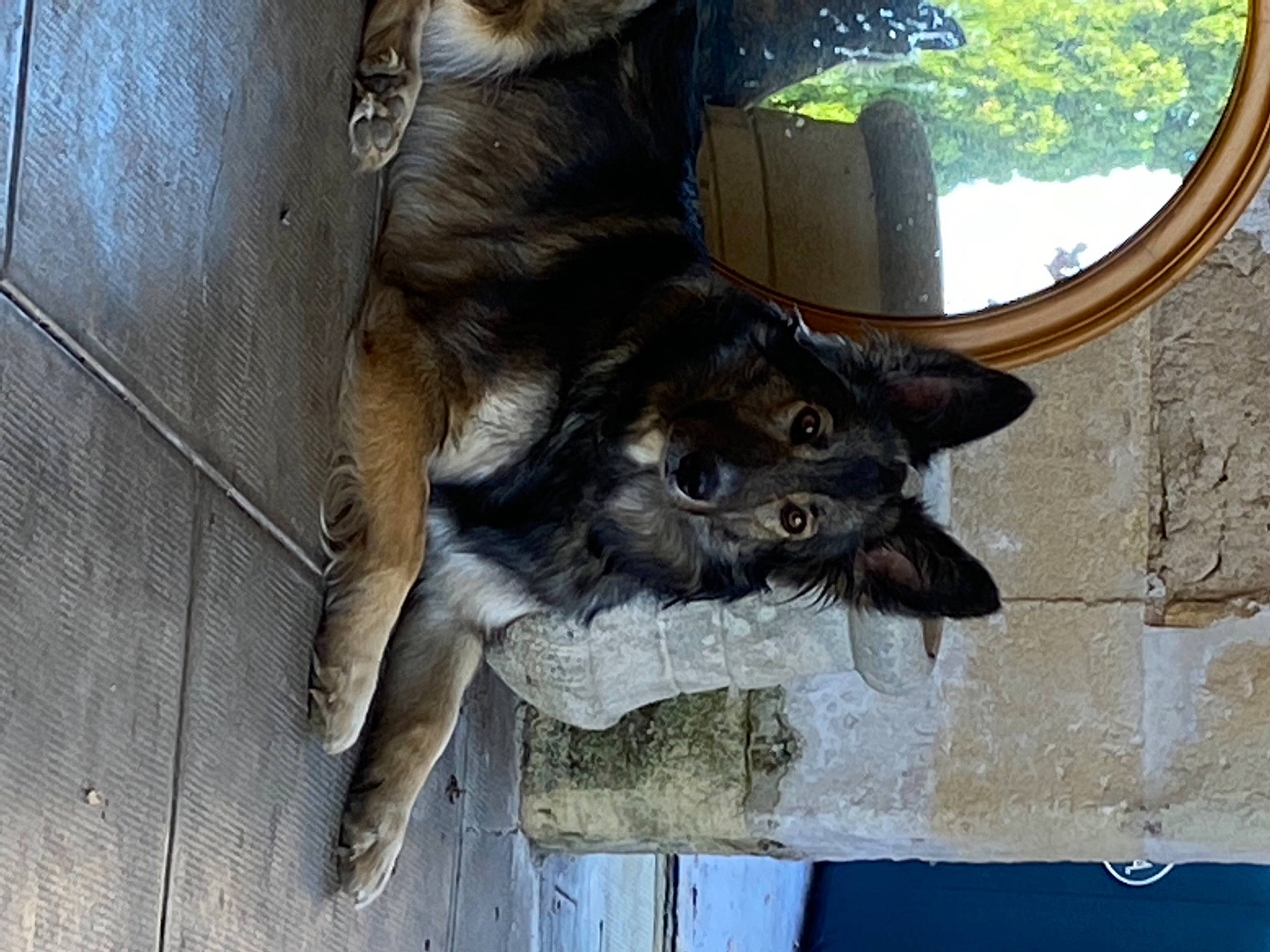 Lou a rejoint le concours — aidez-le/la à gagner de superbes lots ! black_cat, canidae, carnivore, cat, dog_breed, domestic_short_haired_cat, fawn, felidae, fur, grey, mammal, mirror, small_to_medium_sized_cats, snout, sporting_group, tail, terrestrial_animal, whiskers, window, wood