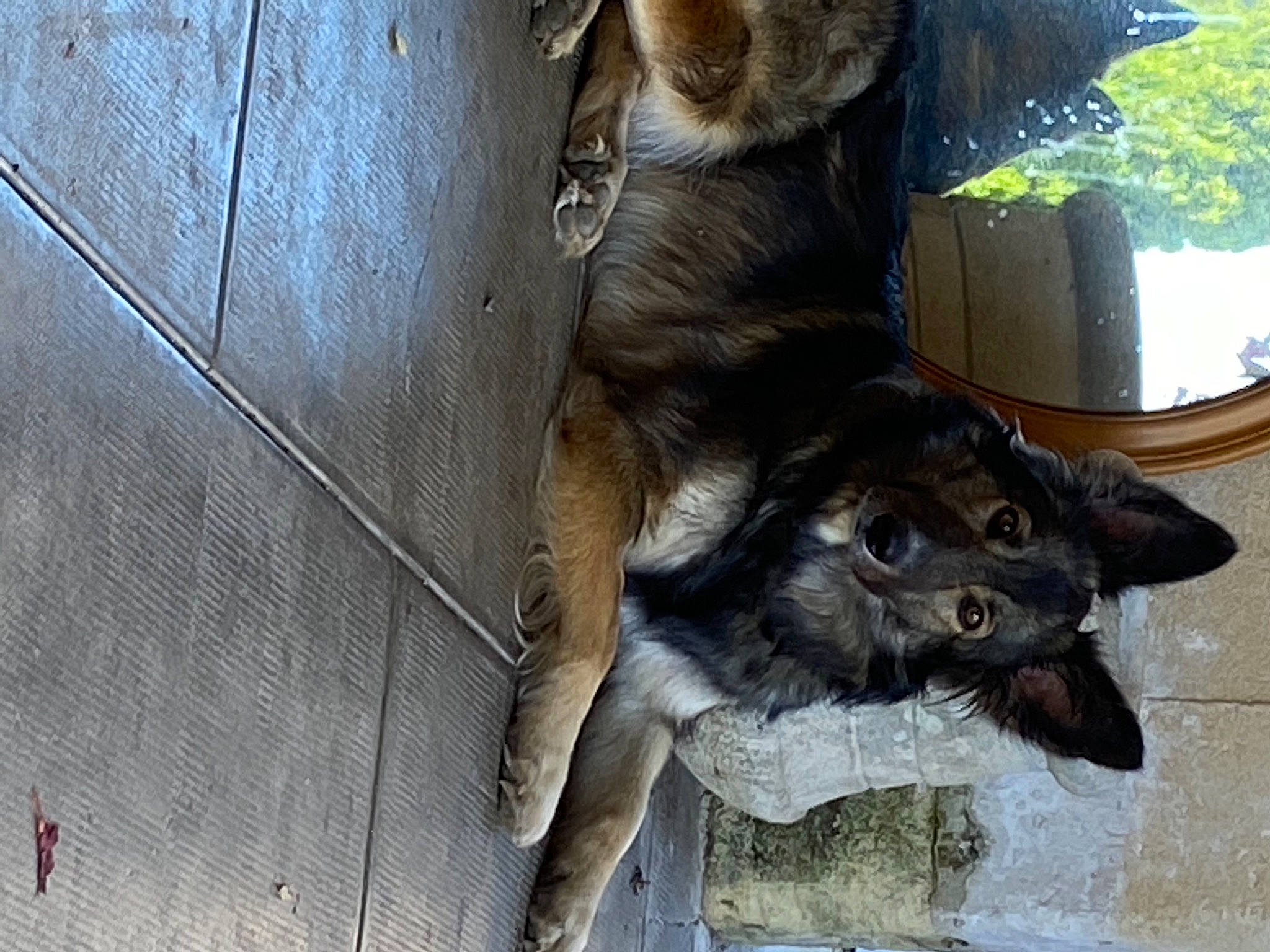 Lou a rejoint le concours — aidez-le/la à gagner de superbes lots ! canidae, carnivore, collar, companion_dog, dog, dog_breed, domestic_short_haired_cat, fawn, felidae, fur, guard_dog, small_to_medium_sized_cats, snout, sporting_group, street_dog, tail, whiskers, window, wood, working_animal