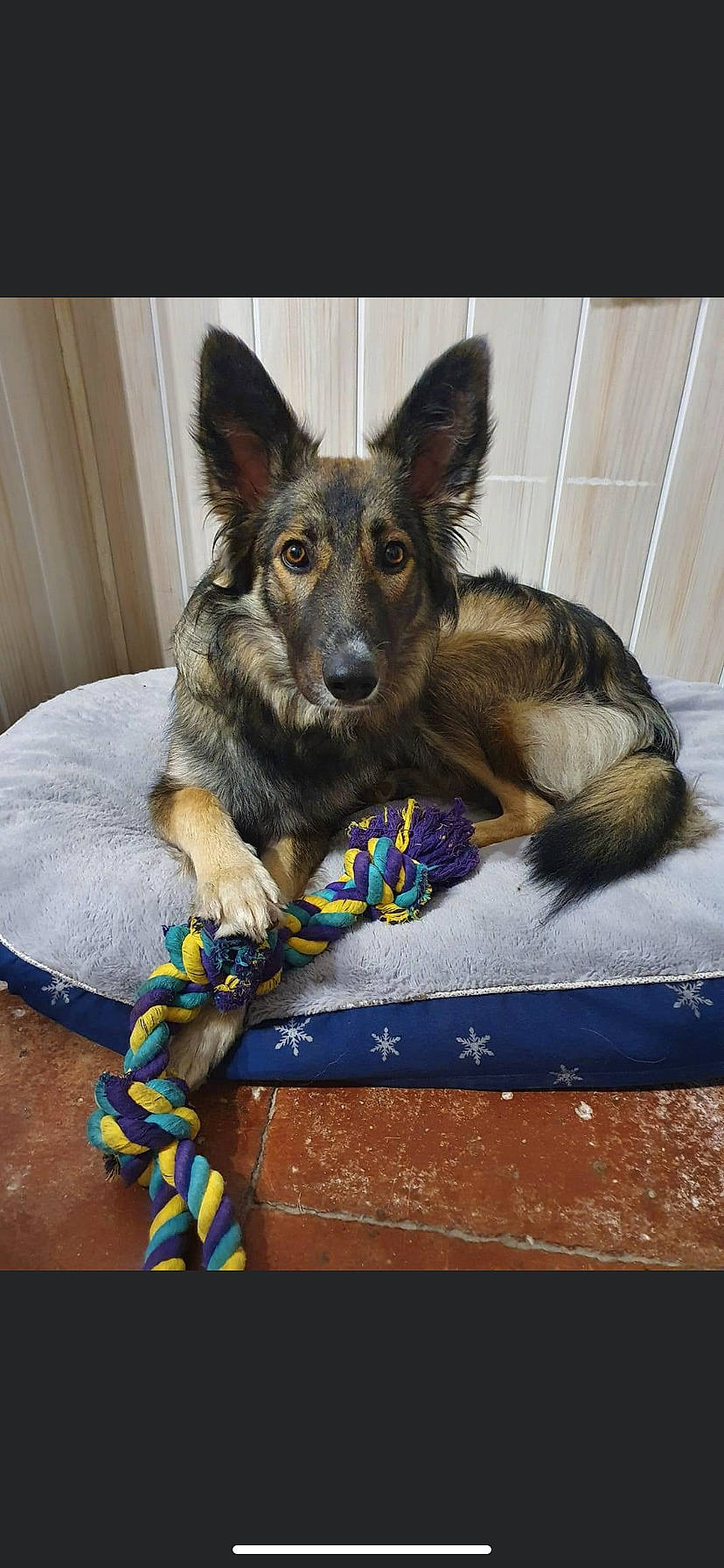 Lou a rejoint le concours — aidez-le/la à gagner de superbes lots ! canidae, carnivore, companion_dog, dog, dog_breed, dog_supply, east_european_shepherd, fur, german_shepherd_dog, herding_dog, houseplant, king_shepherd, mammal, old_german_shepherd_dog, paw, plant, snout, sporting_group, working_animal, working_dog