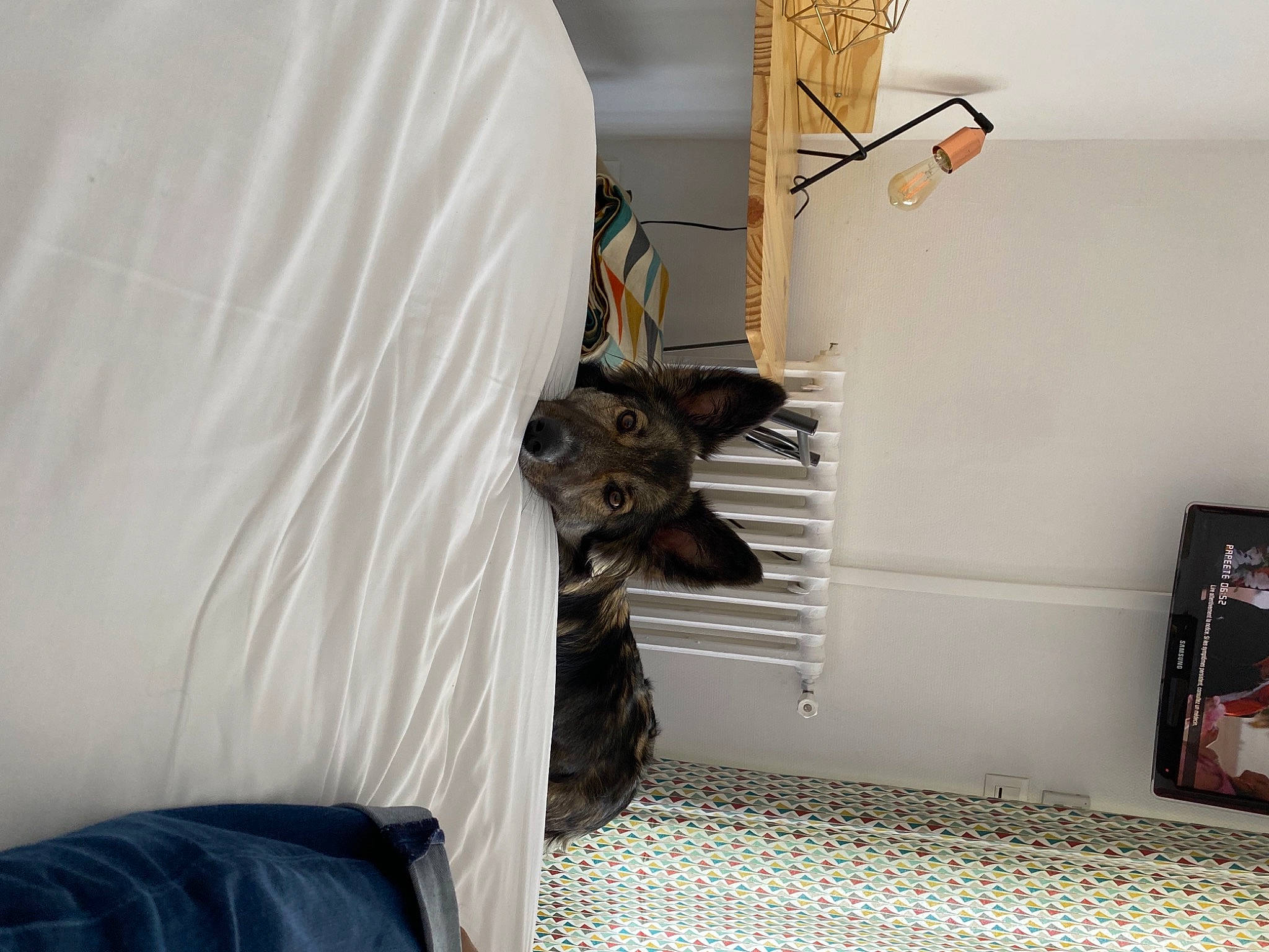 Lou participe au concours pour gagner de l'argent avec cette photo : art, bed, carnivore, comfort, companion_dog, couch, dog, felidae, flooring, grey, hardwood, house, interior_design, linens, living_room, small_to_medium_sized_cats, sporting_group, whiskers, window, wood