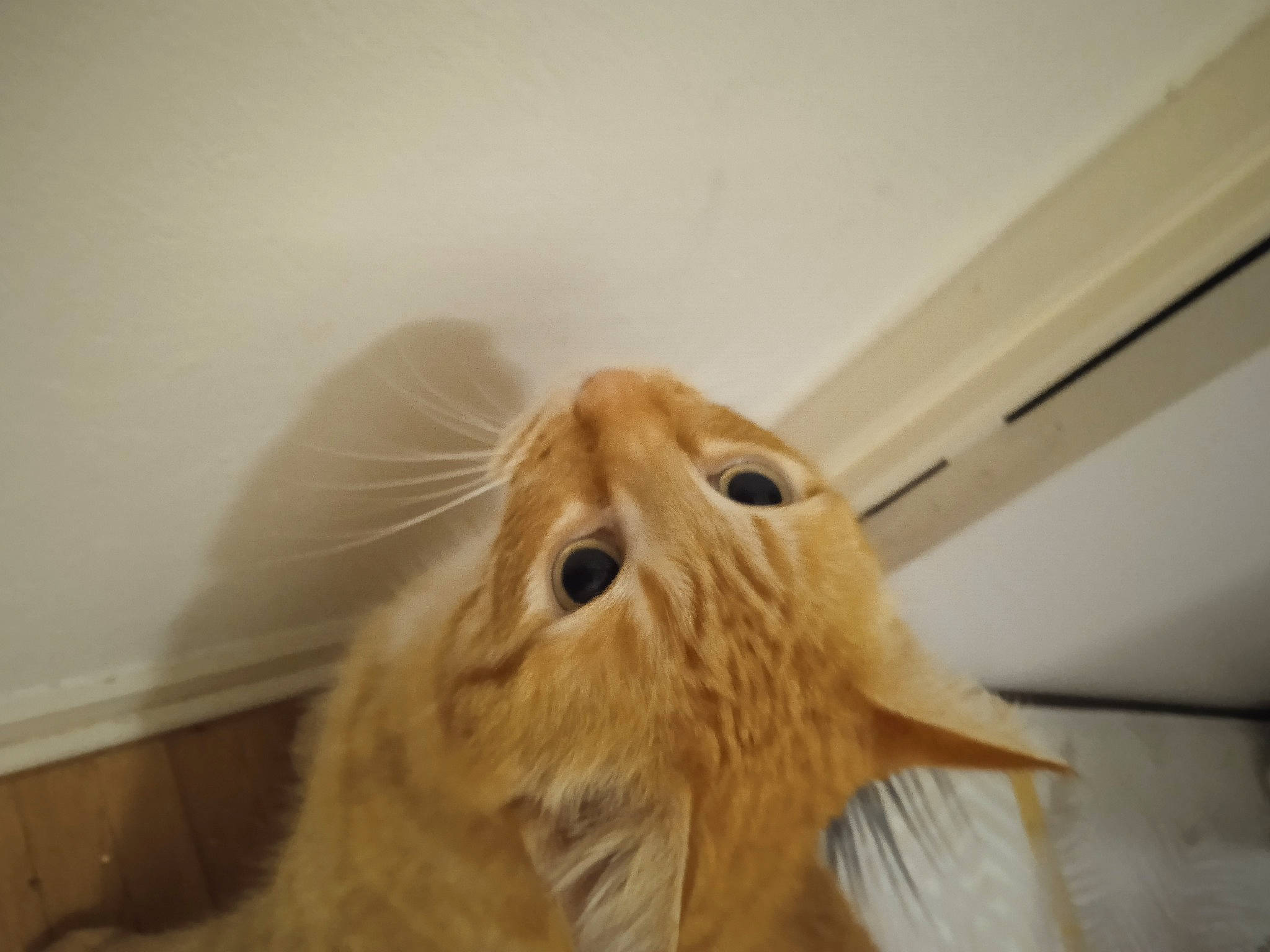 Tovarich a rejoint le concours — aidez-le/la à gagner de superbes lots ! ear, fawn, felidae, flooring, fur, hardwood, insect, liver, moths_and_butterflies, pest, room, small_to_medium_sized_cats, snout, whiskers, wildlife, wing, wood