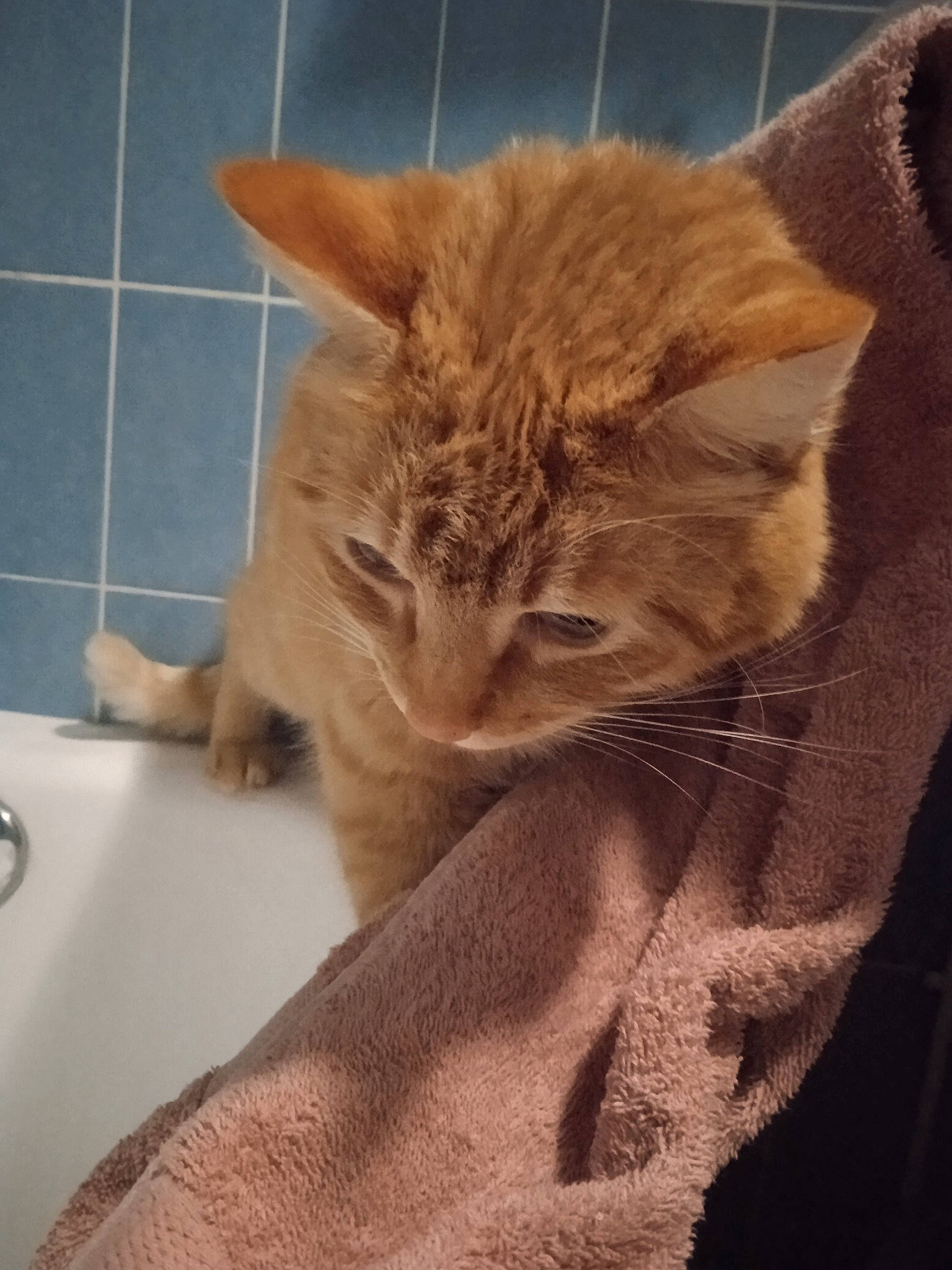 Tovarich a rejoint le concours — aidez-le/la à gagner de superbes lots ! bathroom, carnivore, cat, claw, comfort, domestic_short_haired_cat, fawn, felidae, flooring, fur, linens, plumbing, plumbing_fixture, sink, small_to_medium_sized_cats, snout, tail, whiskers, window, wood