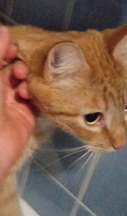 Tovarich participe au concours pour gagner de l'argent avec cette photo : carnivore, cat, claw, domestic_short_haired_cat, ear, fawn, felidae, fur, gesture, paw, small_to_medium_sized_cats, tail, terrestrial_animal, whiskers