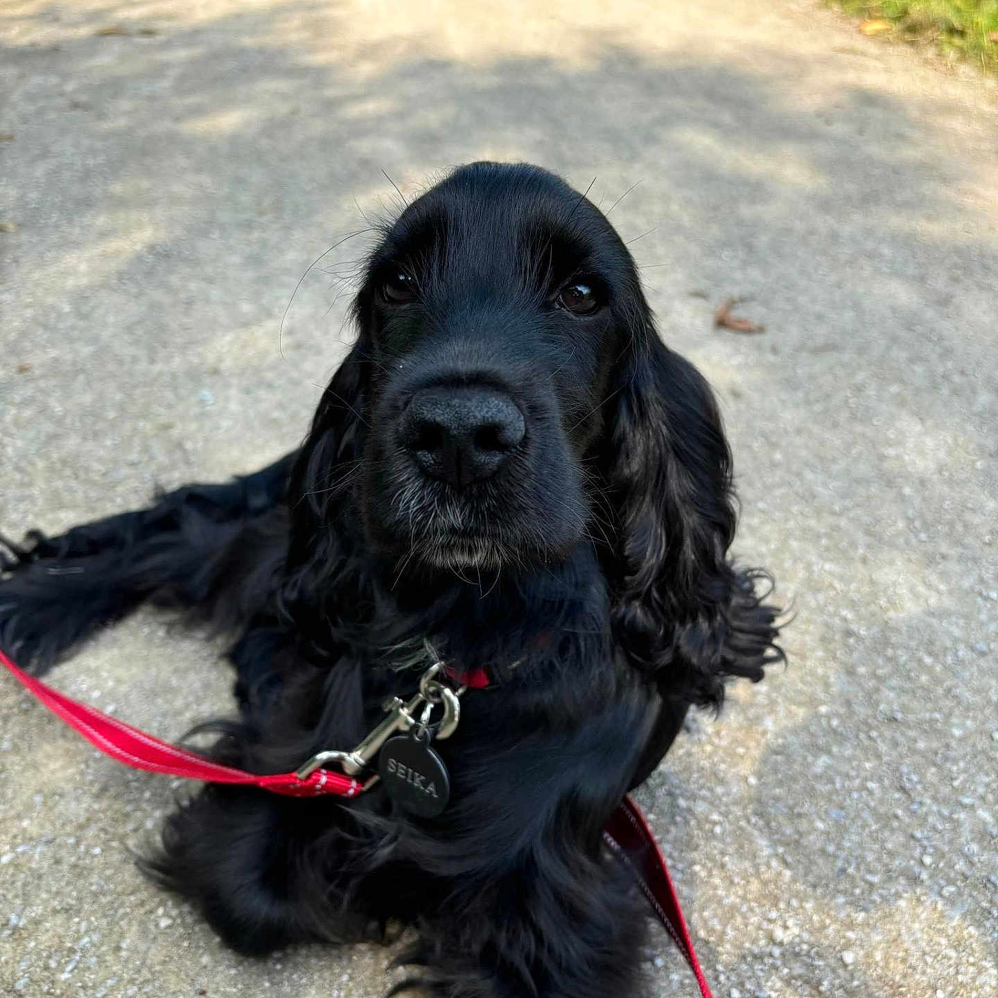 Seïka a rejoint le concours — aidez-le/la à gagner de superbes lots ! accessories, animal, canine, city, cockerspaniel, collar, dog, hound, leash, outdoors, path, pet, plant, puppy, road, sidewalk, strap, street, urban, vegetation