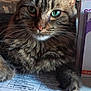 blurred_background, cat, close_up, cozy, curious, document, domestic_animal, feline, fur, green_eyes, handwriting, household, indoor, paw, pet, portrait, relaxed, tabby, table, whiskers