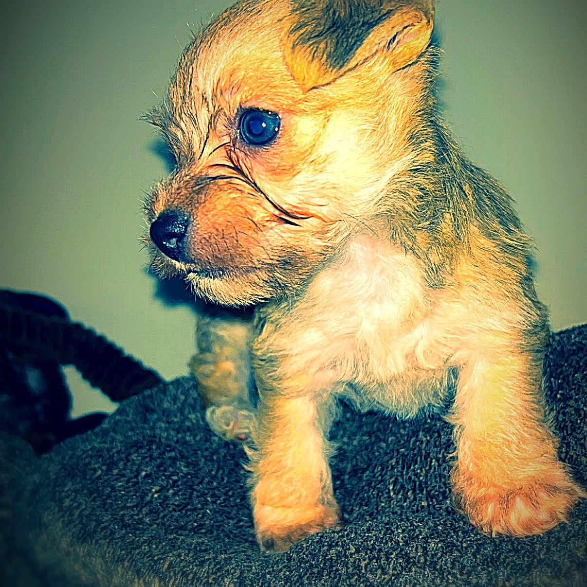 Bruno