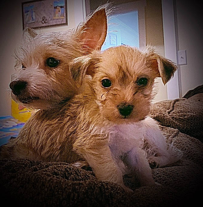 Bruno joined the competition — help win amazing prizes! canidae, carnivore, companion_dog, dog, dog_breed, dog_supply, ear, eyelash, fawn, fur, non_sporting_group, puppy, small_terrier, snout, sporting_group, terrestrial_animal, terrier, toy_dog, whiskers, working_animal