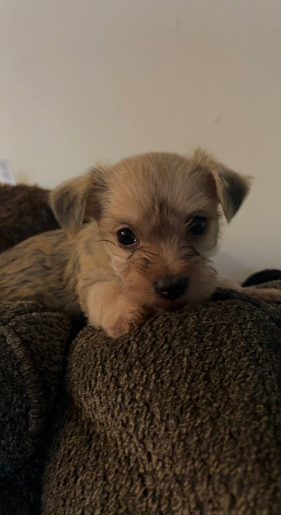 Bruno is registered to the contest to win money with this photo: canidae, carnivore, companion_dog, dog, dog_breed, fawn, fur, maltepoo, non_sporting_group, small_terrier, snout, sporting_group, terrestrial_animal, terrier, toy_dog, working_animal