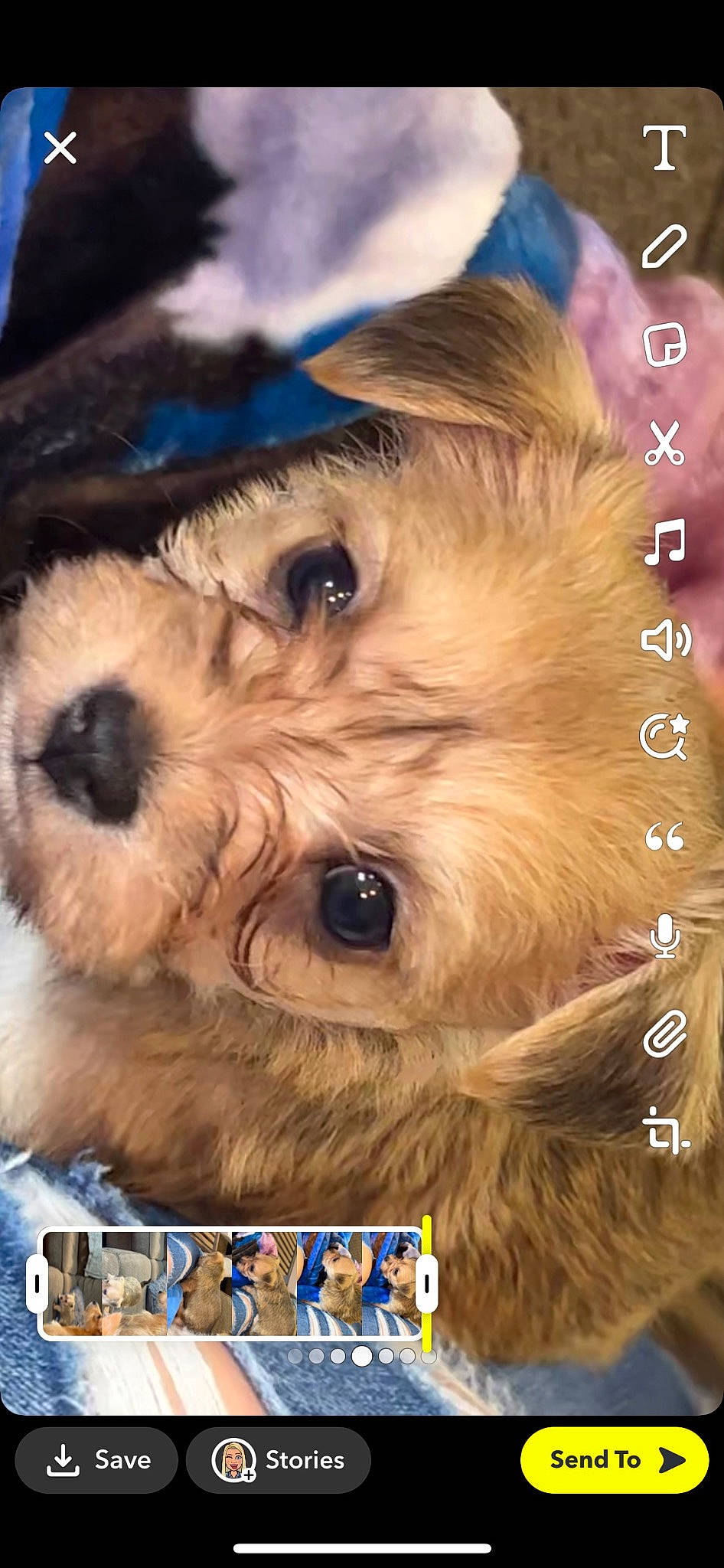 Bruno is registered to the contest to win money with this photo: canidae, carnivore, companion_dog, dog, dog_breed, firefighter, font, fur, liver, maltepoo, organism, photo_caption, screenshot, small_terrier, snout, sporting_group, terrier, toy_dog, working_animal, yorkipoo