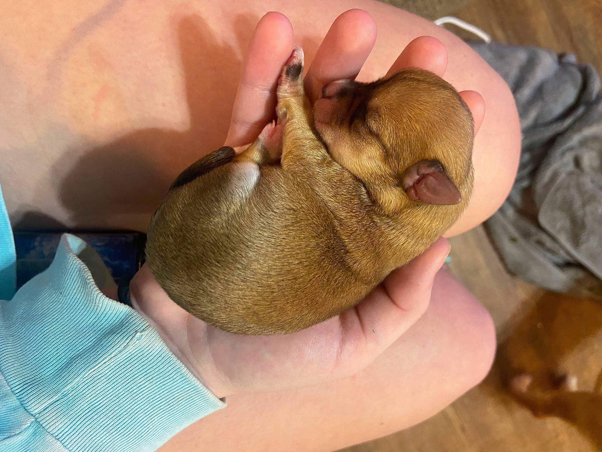 Bruno is registered to the contest to win money with this photo: bat, flowering_plant, fungus, nail, plant, produce, root_vegetable, terrestrial_animal, terrestrial_plant, tree, vegetable