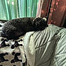 dog, black_dog, bed, blanket, curtains, sleeping, indoor, cozy, soft_texture, pattern, light, shadow, home, resting, animal, fur, comfort, relaxation, nap, peaceful