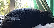 Cookie is registered to the contest to win money with this photo: dog, curly_fur, sleeping, blanket, dog_pattern, window, curtains, indoor, pet, resting, cozy, natural_light, black_dog, fur_texture, home, nap, animal, quiet, peaceful, soft