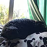 dog, curly_fur, sleeping, blanket, dog_pattern, window, curtains, indoor, pet, resting, cozy, natural_light, black_dog, fur_texture, home, nap, animal, quiet, peaceful, soft