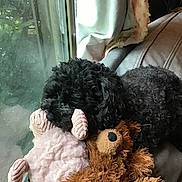 Cookie joined the competition — help win amazing prizes! dog, curly_fur, black_dog, stuffed_toy, plush_sheep, plush_bear, couch, window, curtain, indoor, pet, snuggling, cozy, relaxed, soft_toys, home, sleepy, furry, companion, cute
