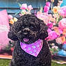dog, black_dog, curly_fur, bandana, pink_bandana, tongue_out, happy, pet, animal, portrait, fluffy, cute, indoor, colorful, flowers, blurred_background, green_grass, smiling, closeup, friendly