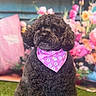 dog, black_dog, curly_fur, bandana, pink_bandana, paw_prints, bones, grass, green_grass, flowers, pink_flowers, orange_flowers, blurred_background, pet, cute, sitting, portrait, animal, indoor, colorful