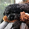dog, black_dog, curly_fur, pet, resting, toy, plush_toy, couch, indoor, window, relaxed, cozy, furniture, animal, companion, sleepy, cute, domestic_animal, curled_up, soft