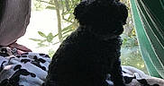Cookie joined the competition — help win amazing prizes! animal, backlit, black_dog, blanket, cozy, curtain, daylight, dog, furniture, greenery, home, indoor, nature, pattern, pet, quiet, resting, shadow, silhouette, window