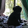dog, silhouette, window, curtain, blanket, indoor, pet, animal, shadow, backlit, greenery, nature, cozy, quiet, resting, furniture, home, daylight, black_dog, pattern