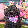 dog, black_dog, curly_fur, bandana, pink_bandana, paw_prints, bones, pet, animal, cute, happy, tongue_out, portrait, flowers, floral_background, green_grass, indoor, colorful, close_up, sitting