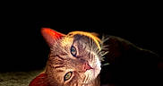 Triton is registered to the contest to win money with this photo: animal, carpet, cat, close_up, cozy, dark_background, ears, eyes, feline, ginger_cat, indoor, light, lying_down, pet, portrait, relaxed, shadow, soft_light, texture, whiskers