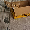 Triton is registered to the contest to win money with this photo: cat, orange_tabby, cardboard_box, carpet, curtain, indoor, pet, feline, relaxed, resting, animal, face, head, metal_cage, home, domestic, box, looking, floor, unimpressed
