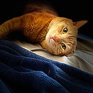 Triton is registered to the contest to win money with this photo: cat, orange_tabby, pet, bed, blanket, blue_blanket, fur, whiskers, green_eyes, relaxed, indoor, cozy, soft_light, portrait, animal, sleepy, cute, domestic_cat, feline, resting